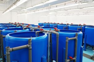 jcu aquaculture research cylindrical containers