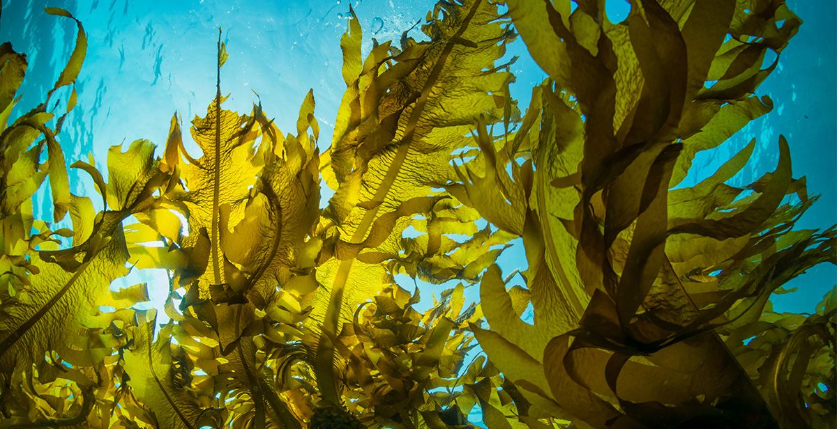 Feeding seaweed to nurture sustainable future foods: Cell-cultivated meat and seafood