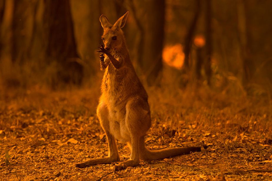 JCU News Bushfire 2020