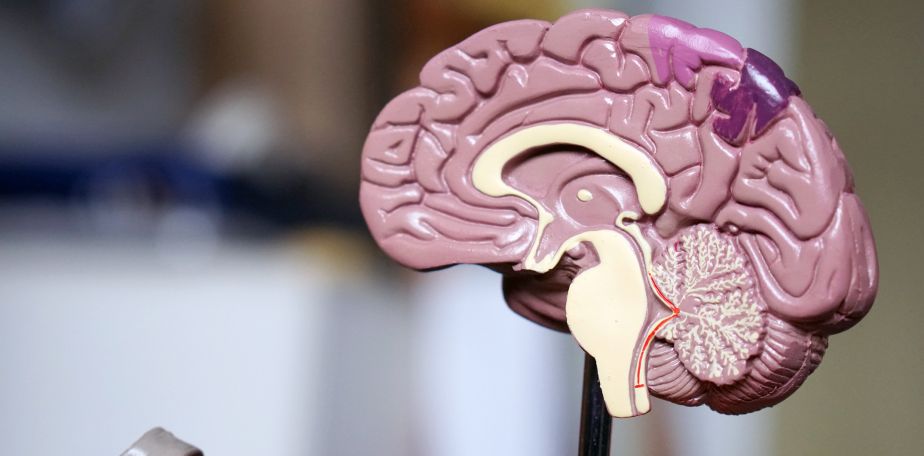 cross section of a brain prosthetic