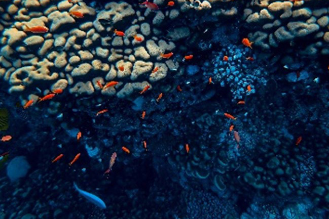 14dec-bettafish.jpg